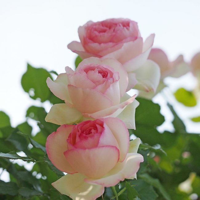 Optez pour de belles variétés de roses